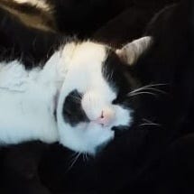 A gallery of photos of Victors black and white tuxedo face