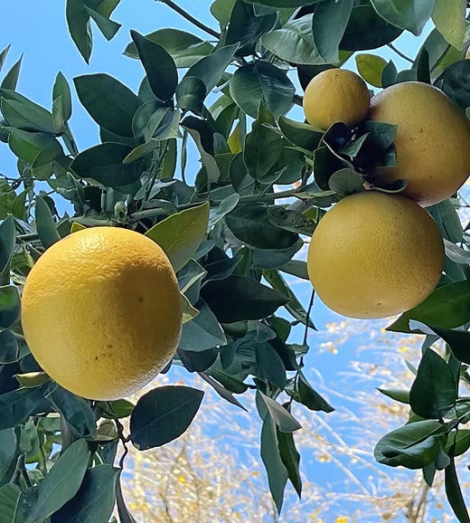 Yellow grapefruit waiting to be picked. Yellow grapefruit waiting to be picked.