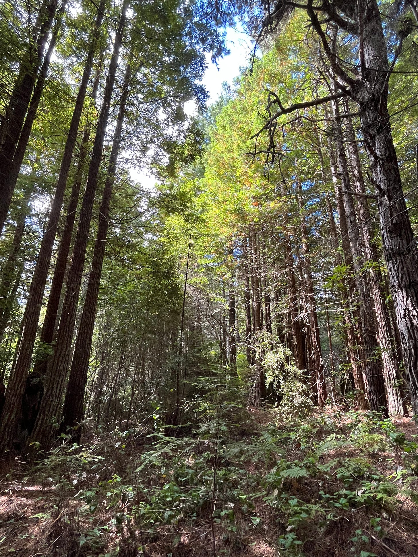younger redwood forest, with slender trunks and a canopy of light green