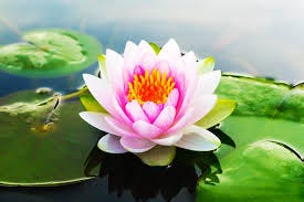 How Does a Lotus Flower Grow: The Life ...