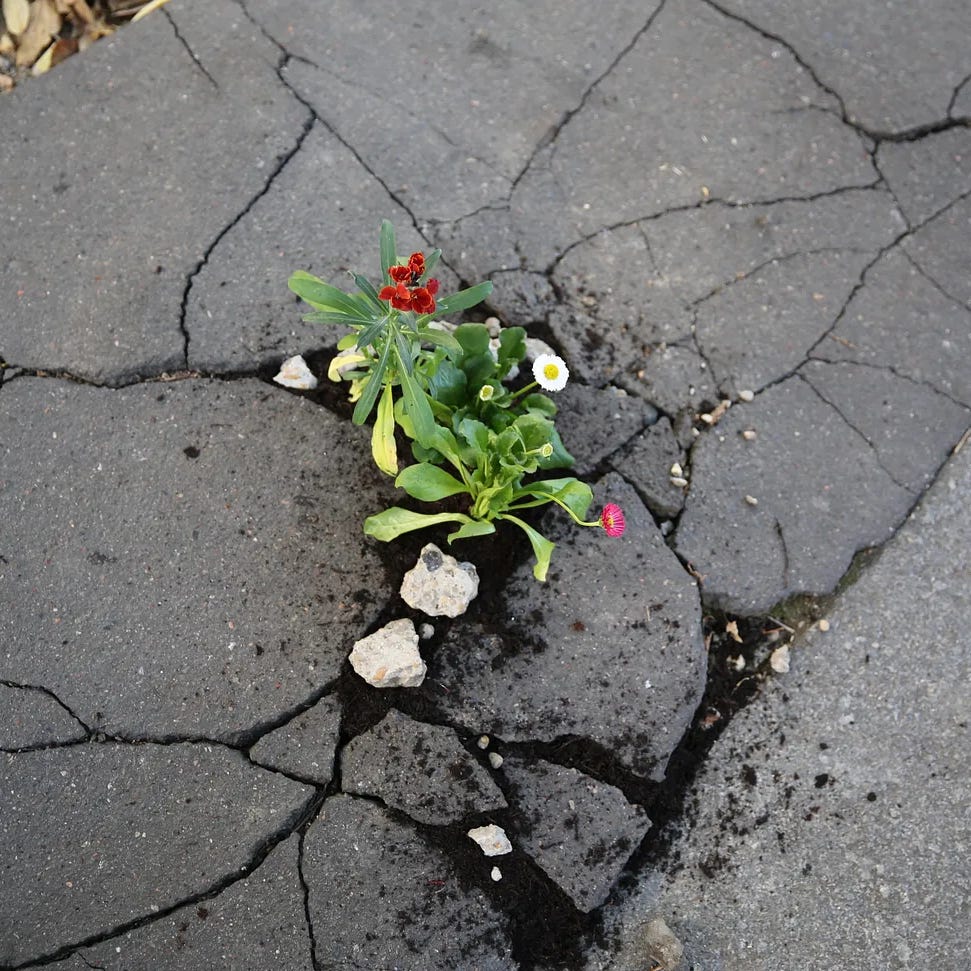 love in the cracks