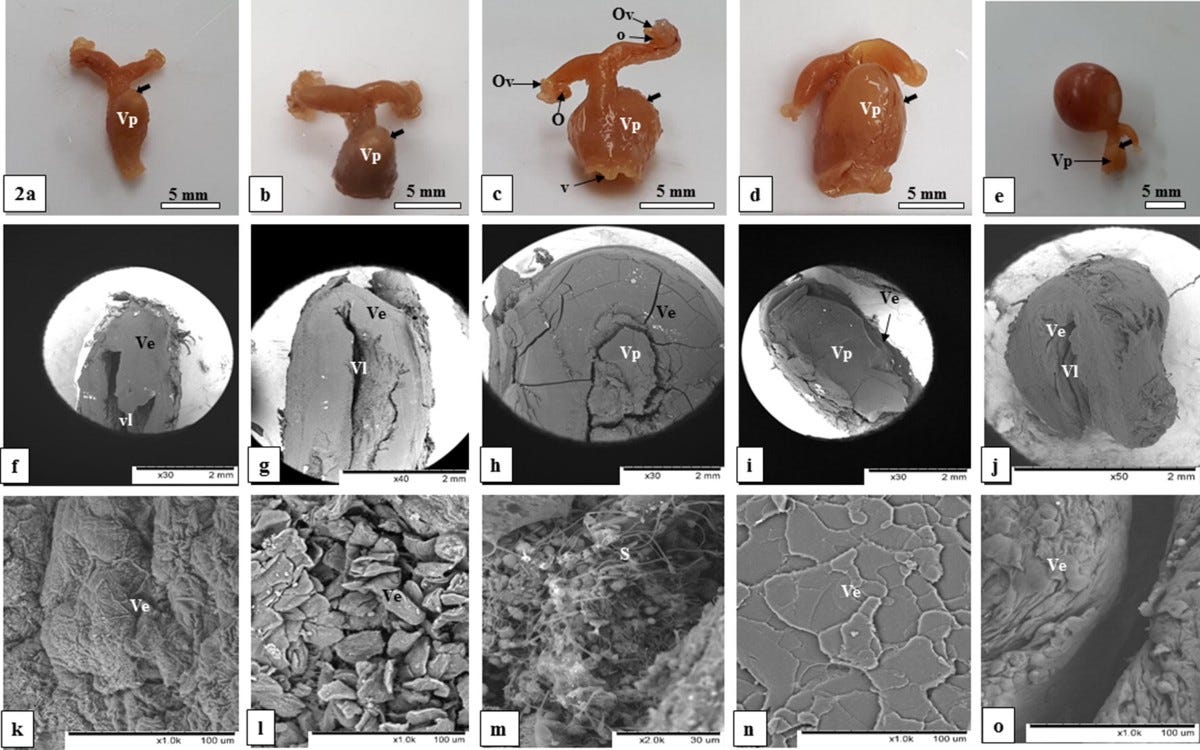 Biological Warfare: How a Bat Reproductive Operating System Was Forced ...