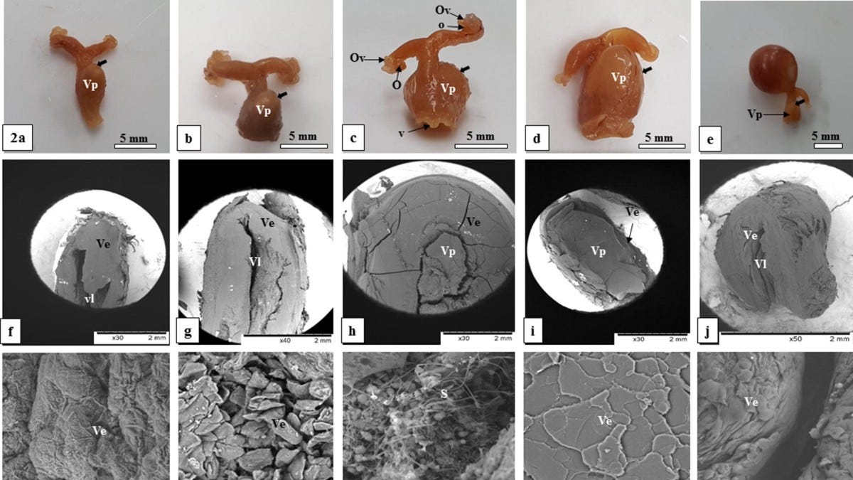 Biological Warfare: How a Bat Reproductive Operating System Was Forced ...