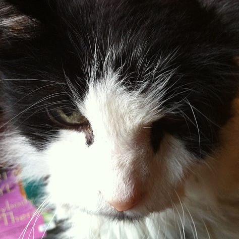 A gallery of three close cropped head photos of Spot from images from the post.