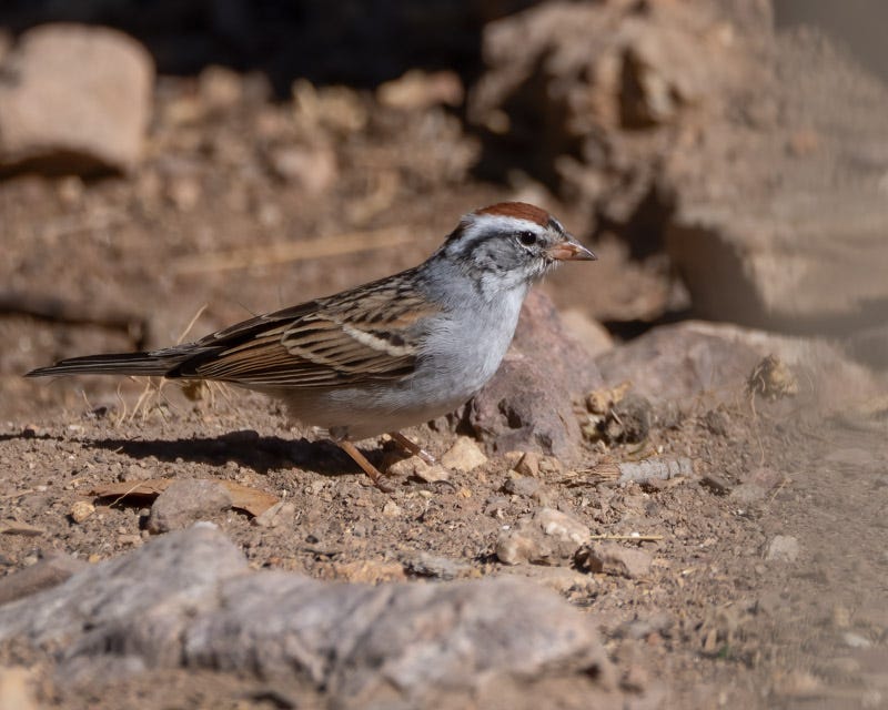 20250418-AshCanyon-152-Edit.jpg 20250418-AshCanyon-152-Edit.jpg
