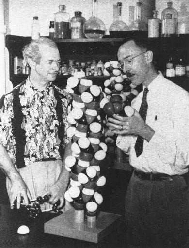 Linus Pauling and Robert Corey examining models of protein structure  molecules. approx. 1951. (Large Version) - Pictures and Illustrations -  Linus Pauling and the Structure of Proteins: A Documentary History