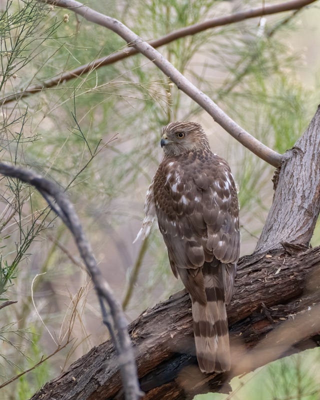 20250315-Sweetwater-788-Edit.jpg 20250315-Sweetwater-788-Edit.jpg