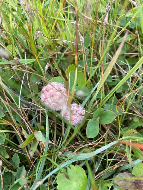 Common Blue butterfly, Pink Cats-tail, Marsh Orchid, Strawberry Clover, Water Mint, Yellow Rattle, Grass of Parnassus, and Red Admiral on Hemp-agrimony.