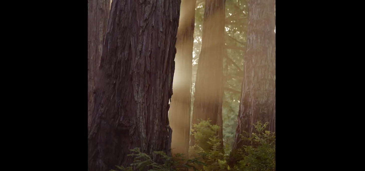 morning light through redwoods morning light through redwoods
