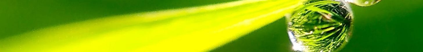 dew drop on grass dew drop on grass