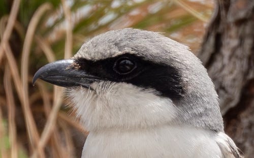 Loggerhead Shrike - Laura Erickson's For the Birds