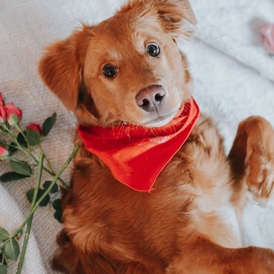 golden retriever puppy lying on white and green floral textile