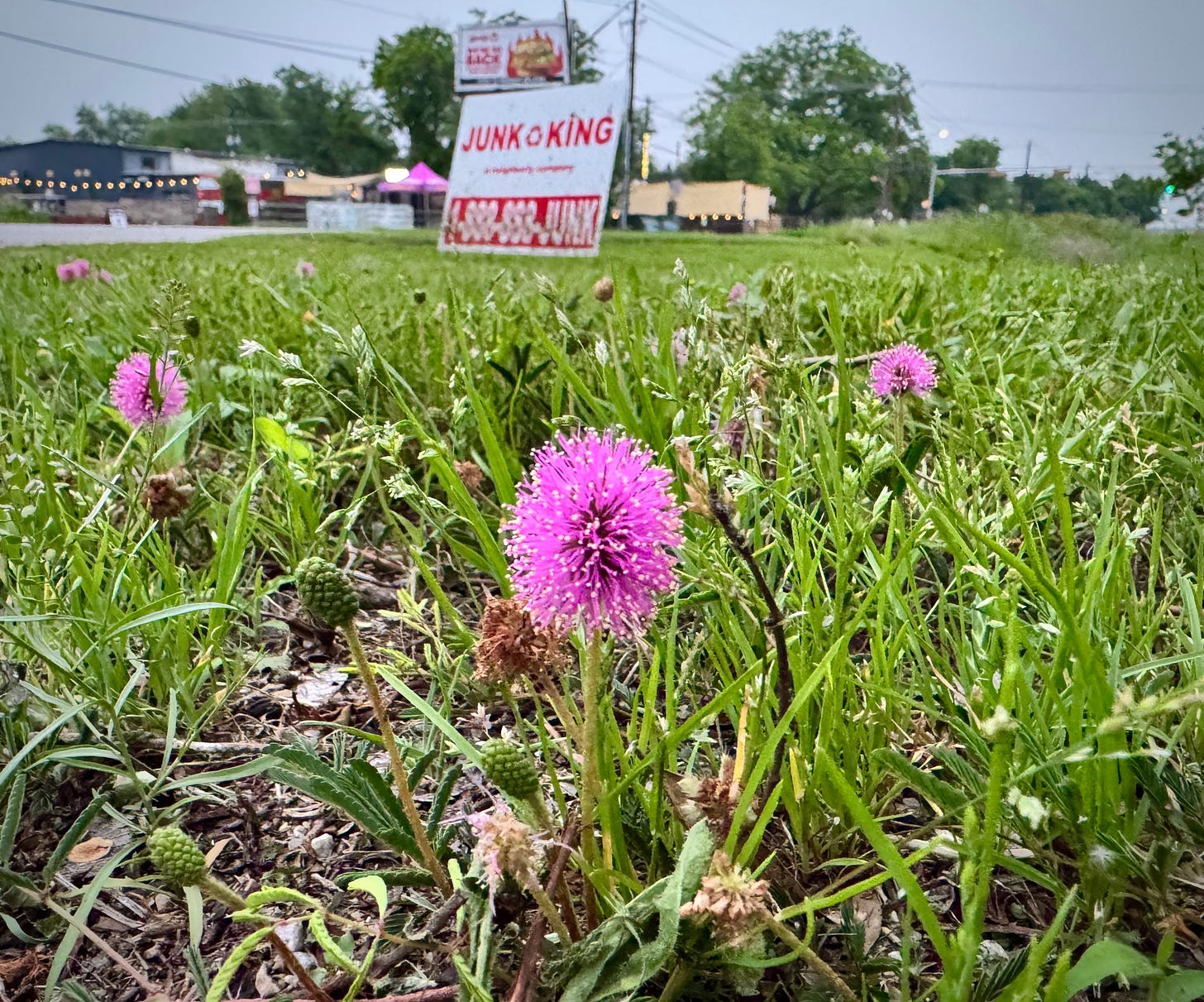Powderpuff mimosa by roadside next to yard sign for the JUNK KING