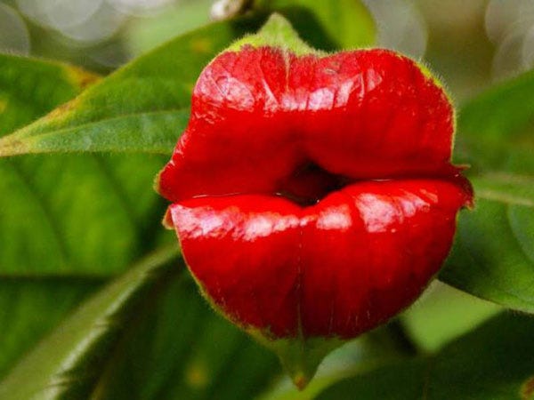perierga.gr - 10 strange plants that resemble human organs!