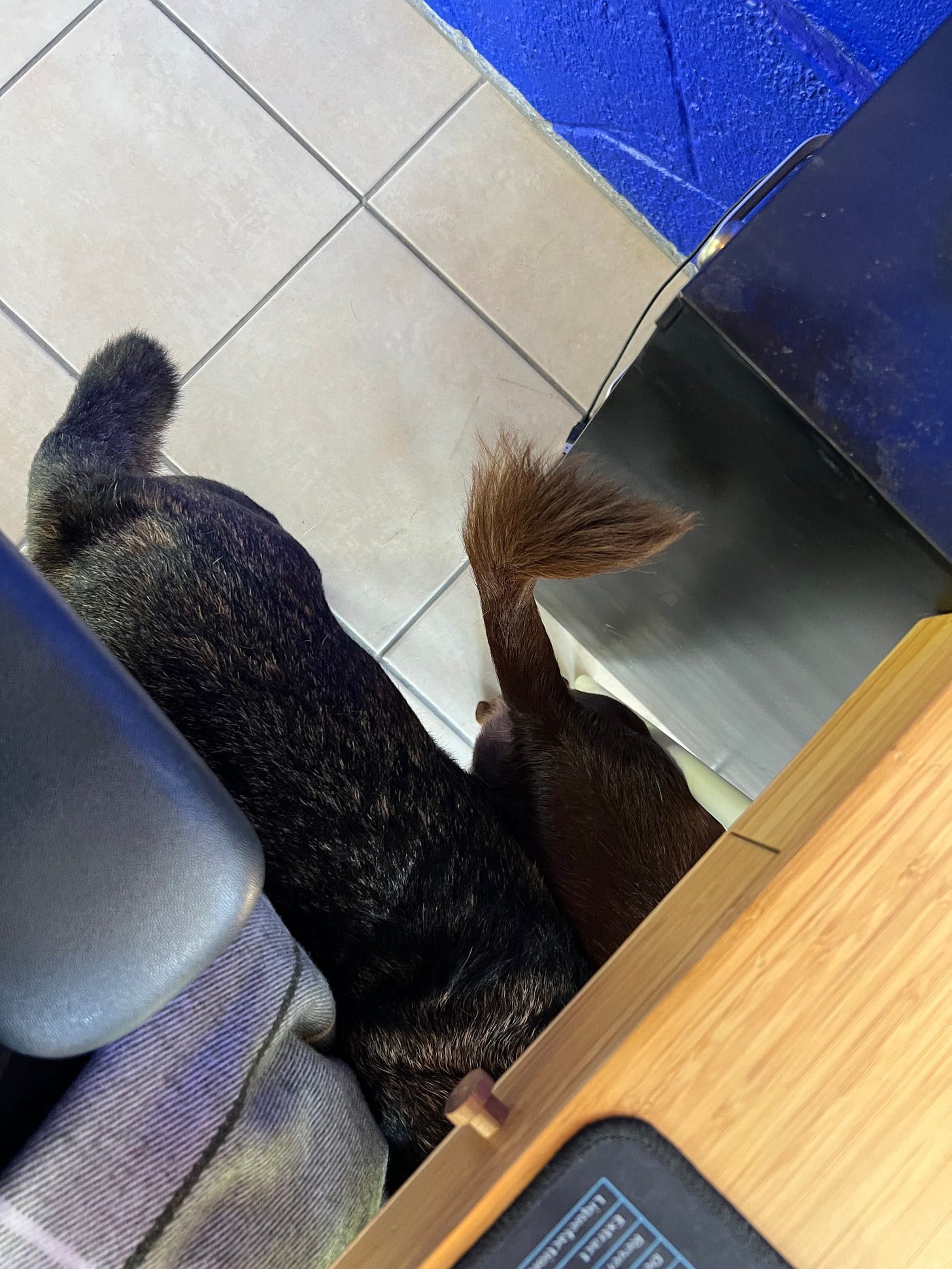 The butts and tails of two dogs underneath a desk.