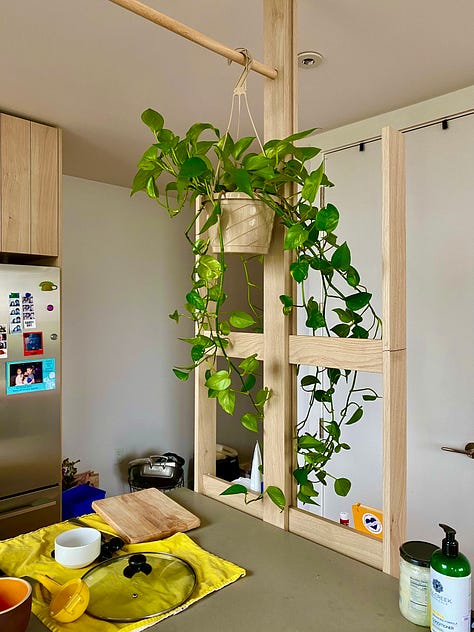 Monstera, Pothos, and Snake plants