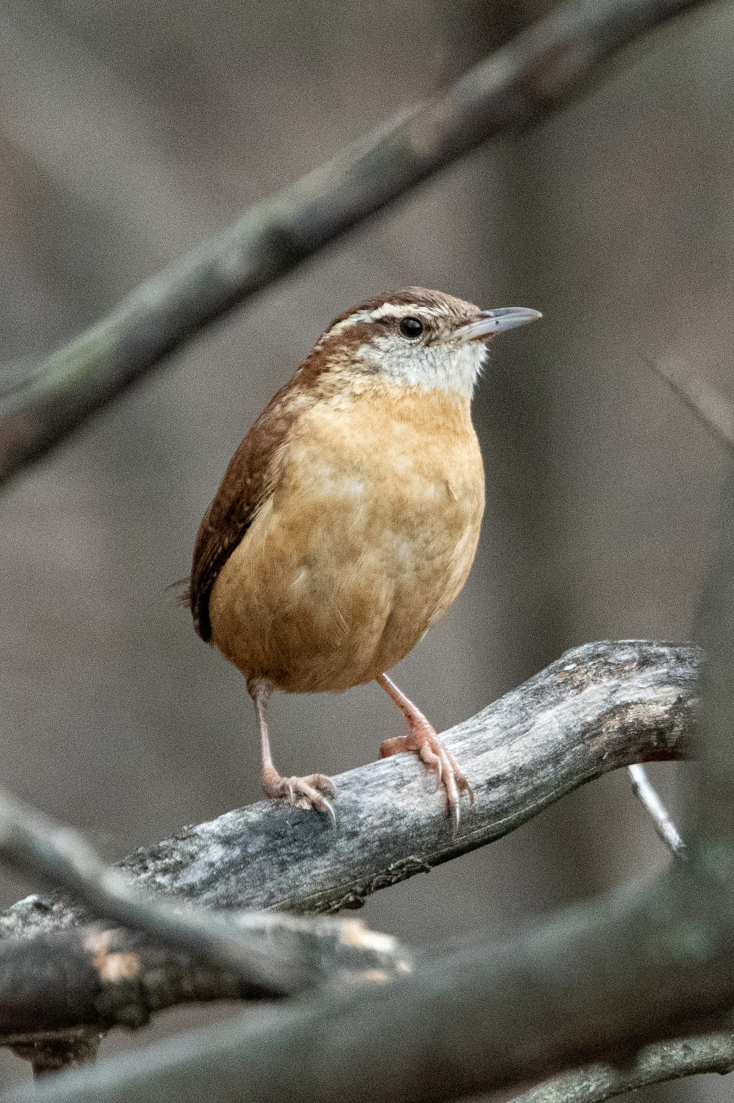 A Carolina wren erect and somewhat territorial