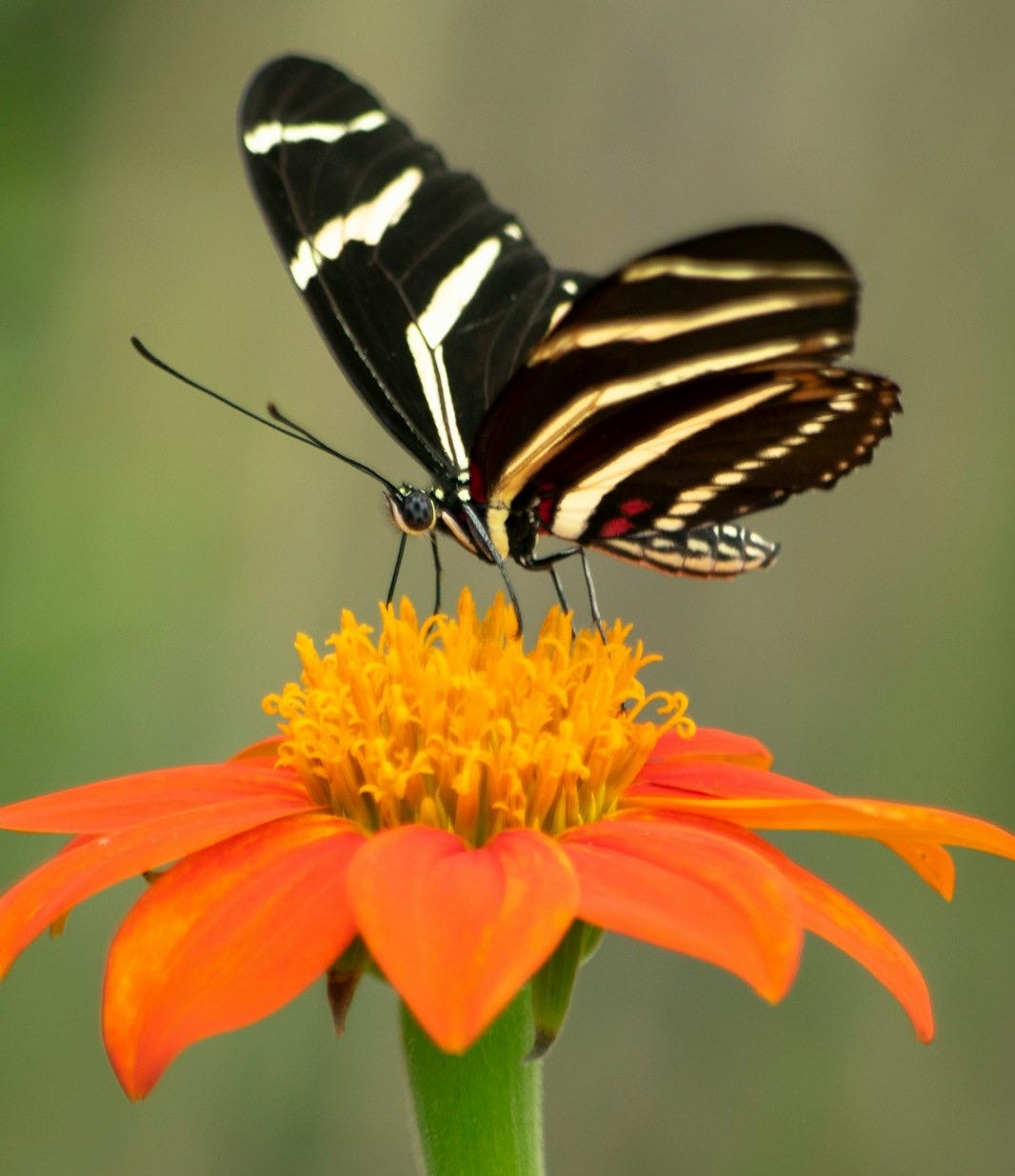 selective focus photography of black butterfly on orange flower