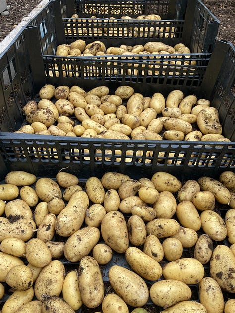 Assortment of vegetables grown in my kitchen garden