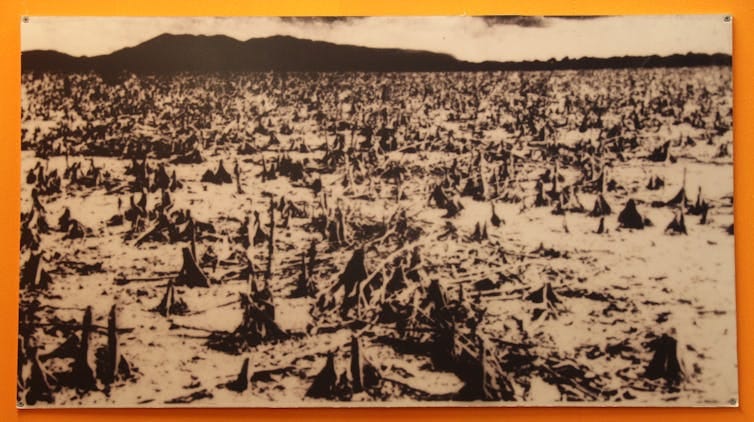 A photo in a museum shows a broad area of destroyed mangroves with no leaves A photo in a museum shows a broad area of destroyed mangroves with no leaves