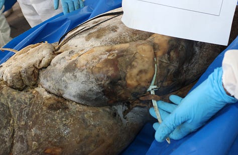 Gaza authorities publish shocking images of Israeli abuse as dozens of unidentified bodies are buried - Palestine Will Be Free