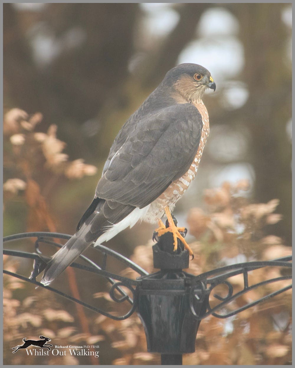 “Well - they call it a bird feeder, don’t they?”