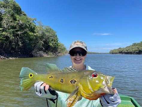 peacock bass from the agua boa river in brazil, amazon jungle.