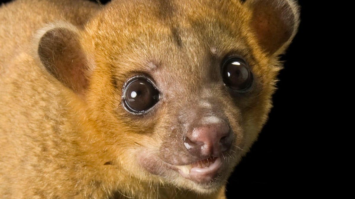 Kinkajou | National Geographic | National Geographic