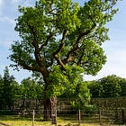 3. The Robertson Oak 