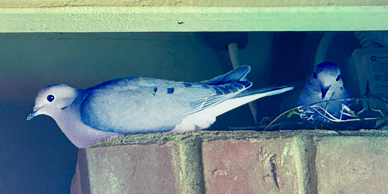 The Doves Among Us