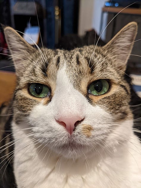 A gallery of pictures of a short-haired, grey mackerel tabby in varying states of relaxation and chill -- a close up, lounging outside, on the stairs, and in a cat tree. Always facing the camera, always into your soul. 