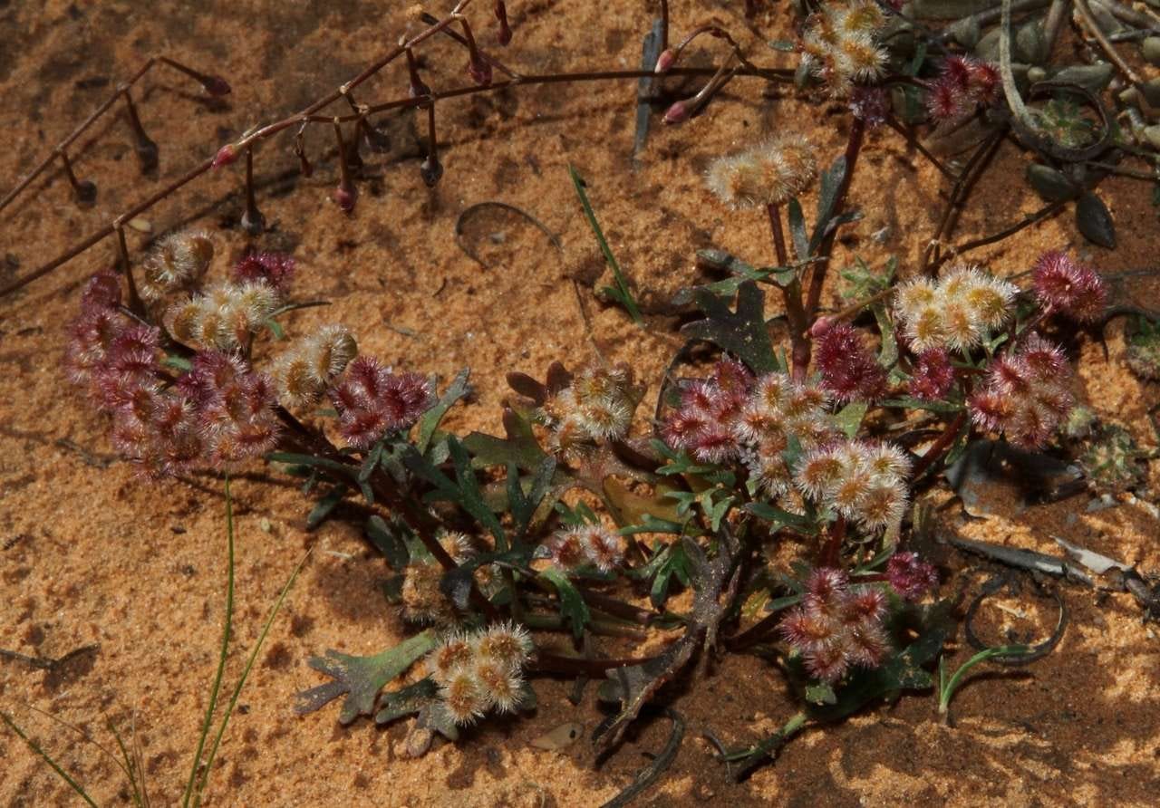 Trachymene cyanopetala [WA purple parsnip - ATLAS].jpeg