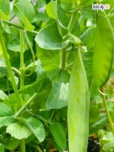snow_peas_2 snow_peas_2