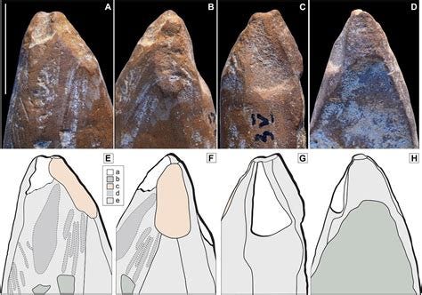42,000-year-old ochre crayons reveal Neanderthals engaged in symbolic ...