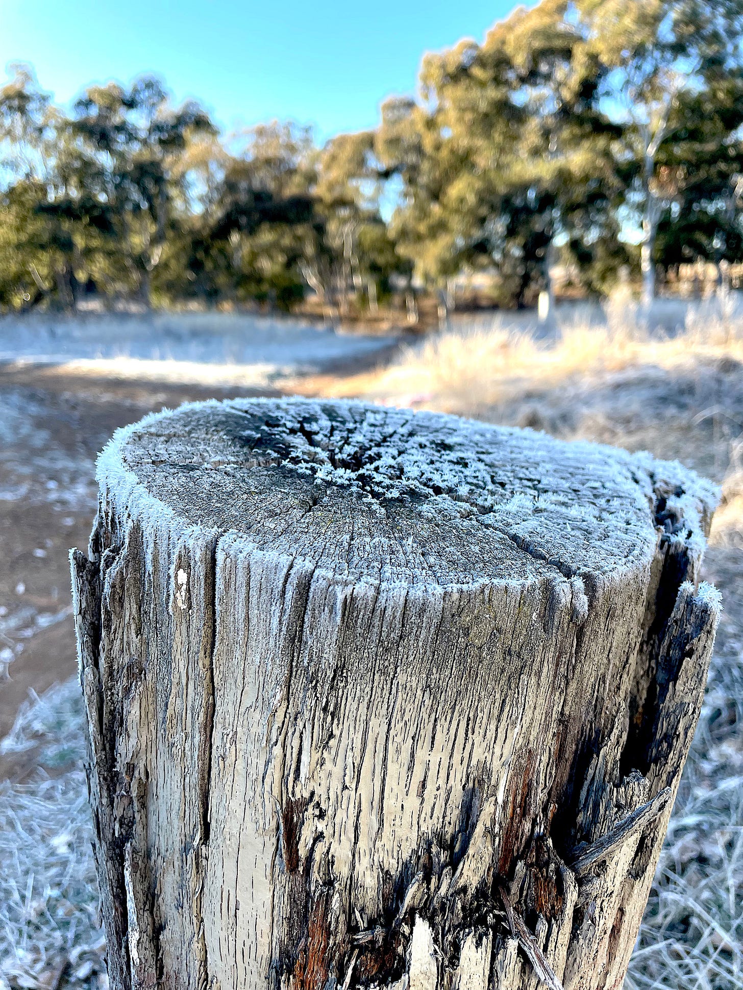 Image shows a close up of ice crystals on a cut tree stump - midshot. 