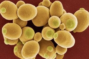 Genetically engineered yeast cells can be used to produce the naturally occurring substance, alstonine, which has shown promising results in terms of being used in the treatment of mental disorders. Photo: Steve Gschmeissner.