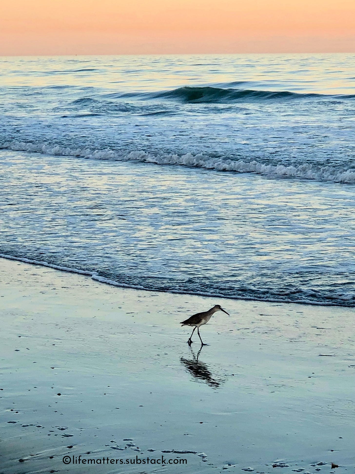Seagull walking at the water's edge.