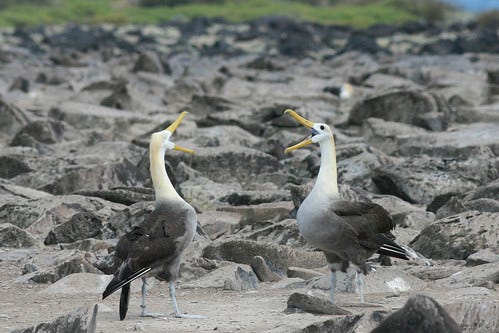 Albatross Dance Albatross Dance