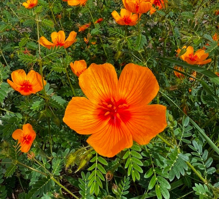 Bright orange, slightly cupped flowers. Green foliage looks a little like bird’s feathers (pinnately compound)