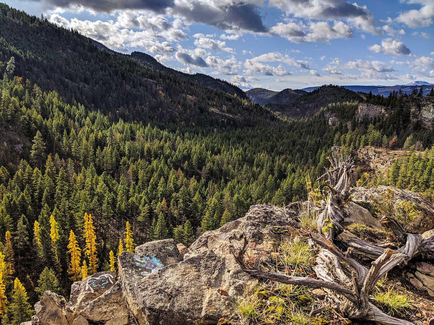 golden-leaved larches at the bottom of a ravine, seen from a rocky overlook with a twisted dead juniper log laying near the drop-off