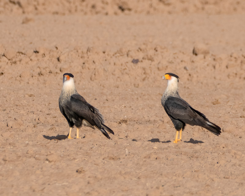 20251204-Manville-42-Edit.jpg 20251204-Manville-42-Edit.jpg