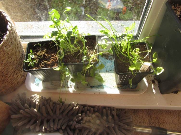 A group of plants in pots on a window sill

AI-generated content may be incorrect.