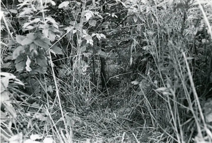 Image of Howe Cayton, his childhood home, and the Grassman nests found.