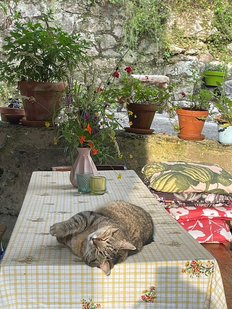 Poes Coco die geniet van alle aandacht van pelgrims op de Camino del Norte