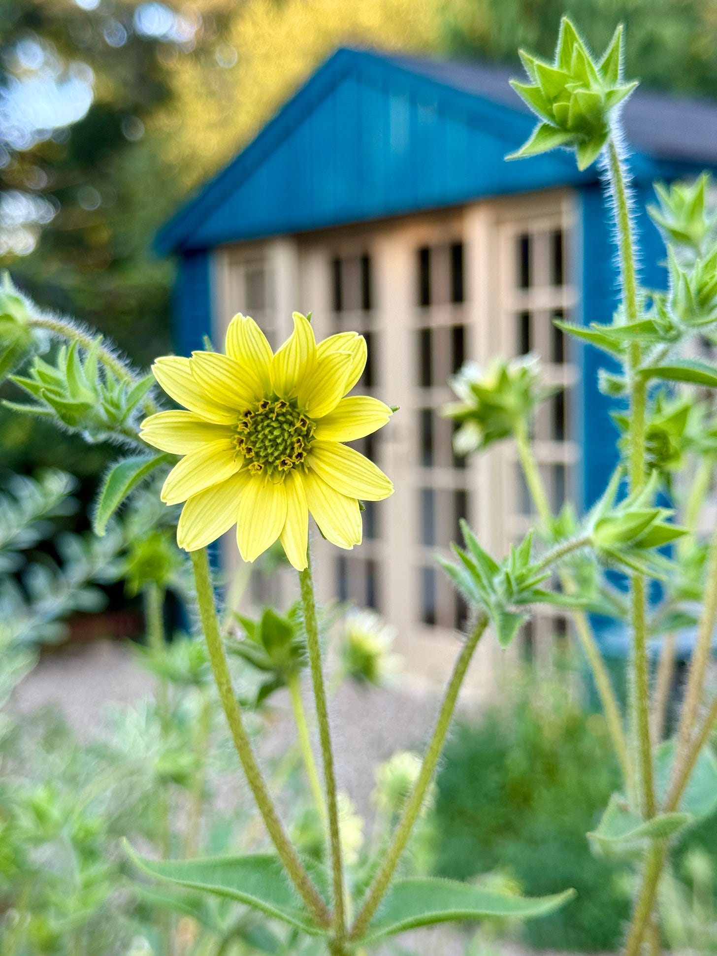 Mohr’s Rosinweed (Silphium mohrii) is one of my favorites for this time of year, and it looks good as it falls apart too - an important summer trait. 