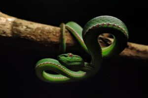 A Bothrops-species snake. Imagen by University of Reading PhD student Gnaneswar Chandrasekharuni