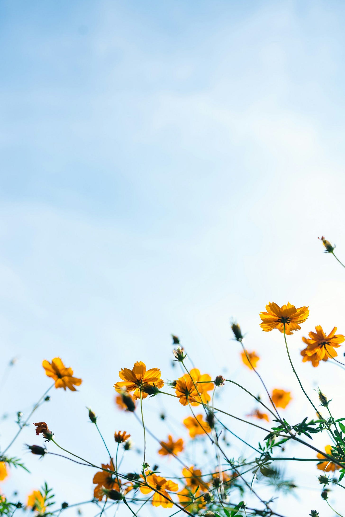 spring equinox flowers blue sky