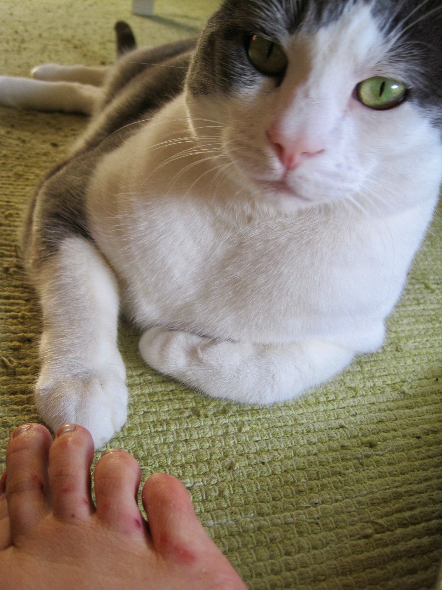 Cat with a scratched human foot