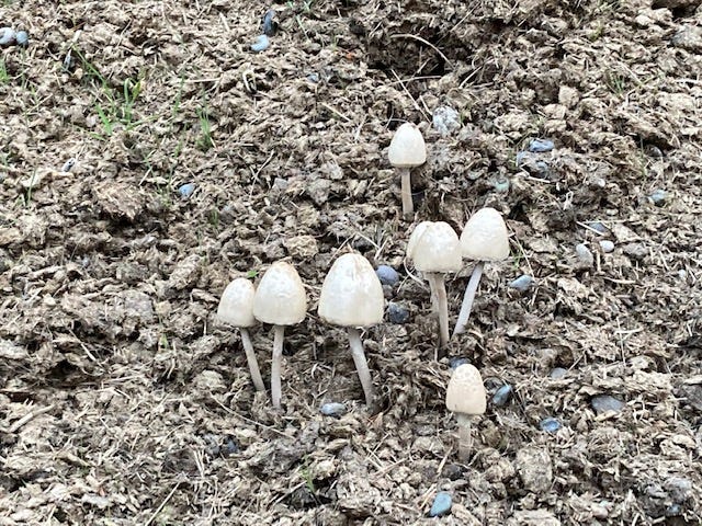 mushrooms growing in compost mushrooms growing in compost