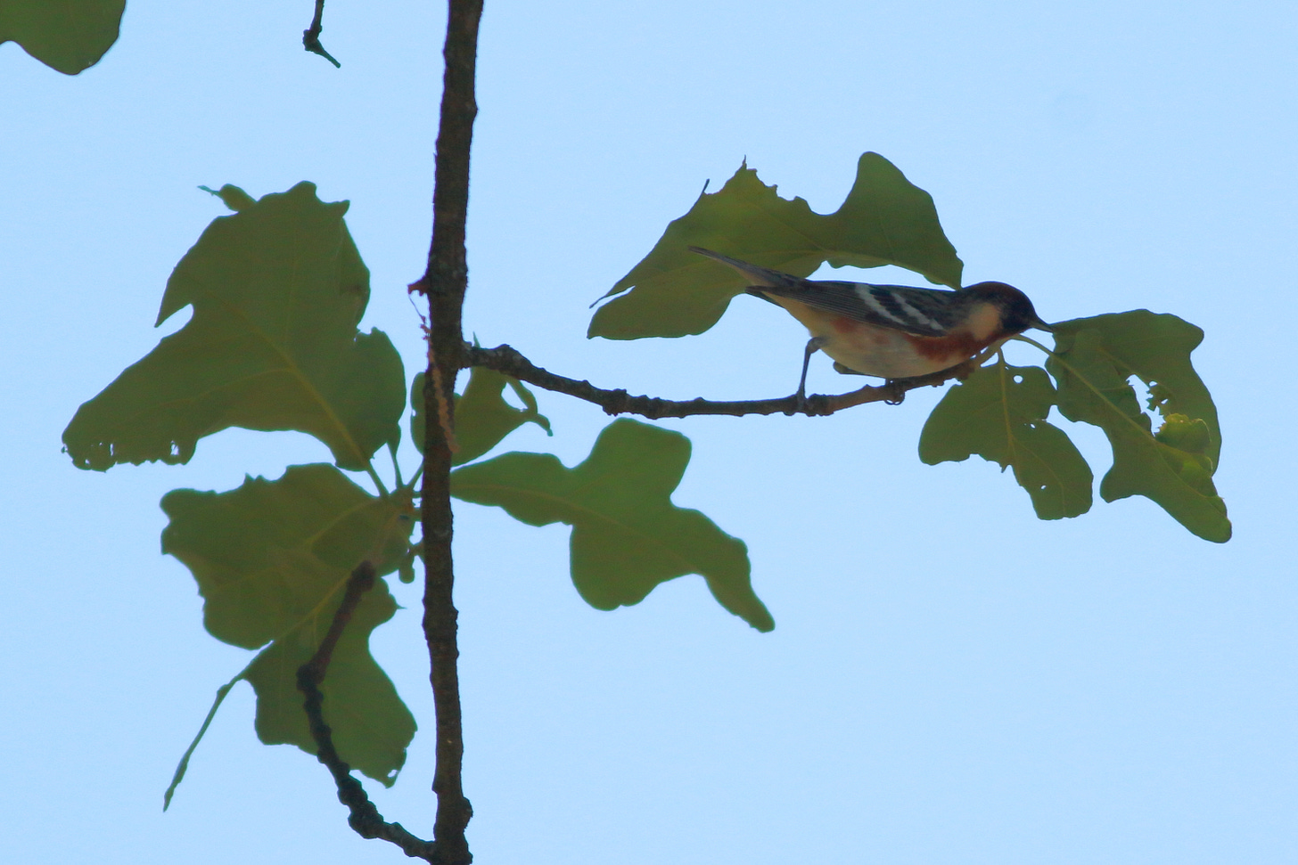 A bay-breasted warbler perched on a thin post oak twig, shown in profile facing right. The bird has a distinct chestnut-colored throat, cap, and flanks, contrasted by a creamy-buff patch on the side of the bird's neck and black framing the face. The bird's dark gray wings show two bold white bars. The bird's thin, twiggy perch extends to the right from a thin branch hanging straight down against the bright blue sky. A few post oak leaves, green with rounded lobes, are attached to the twigs.